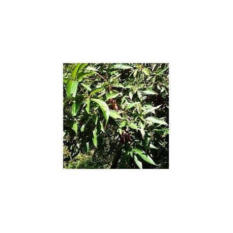 Huile Essentielle Sugandha Kokila (Cinnamomum Glaucescens) Oshadhi - 100 Ml - Neuf